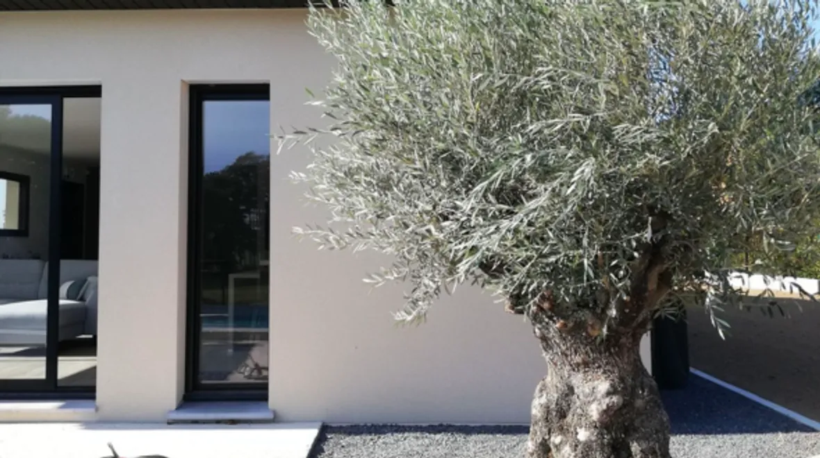 Jardin avec olivier